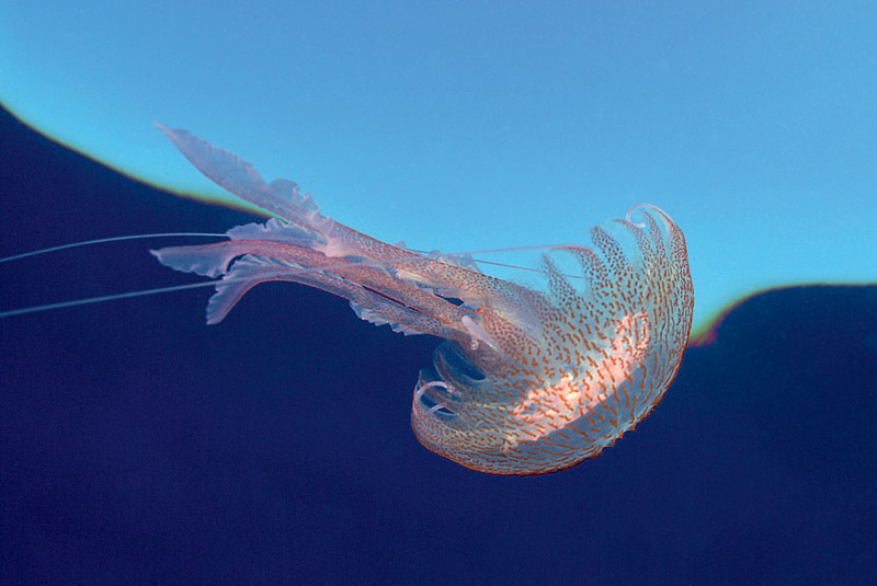 Pelagia noctiluca